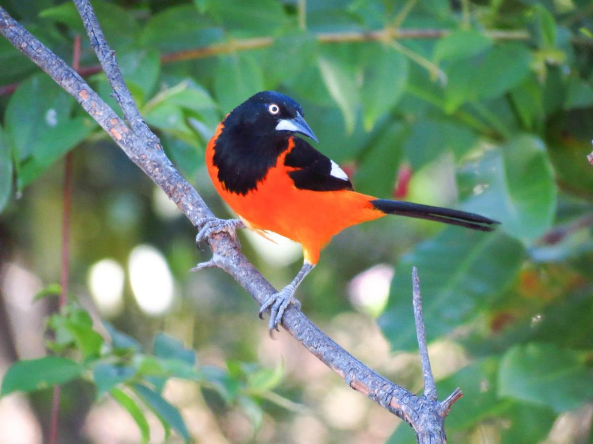 Southwild Pantanal Lodge Pixaim Exteriör bild