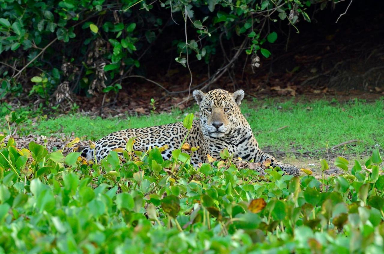 Southwild Pantanal Lodge Pixaim Exteriör bild