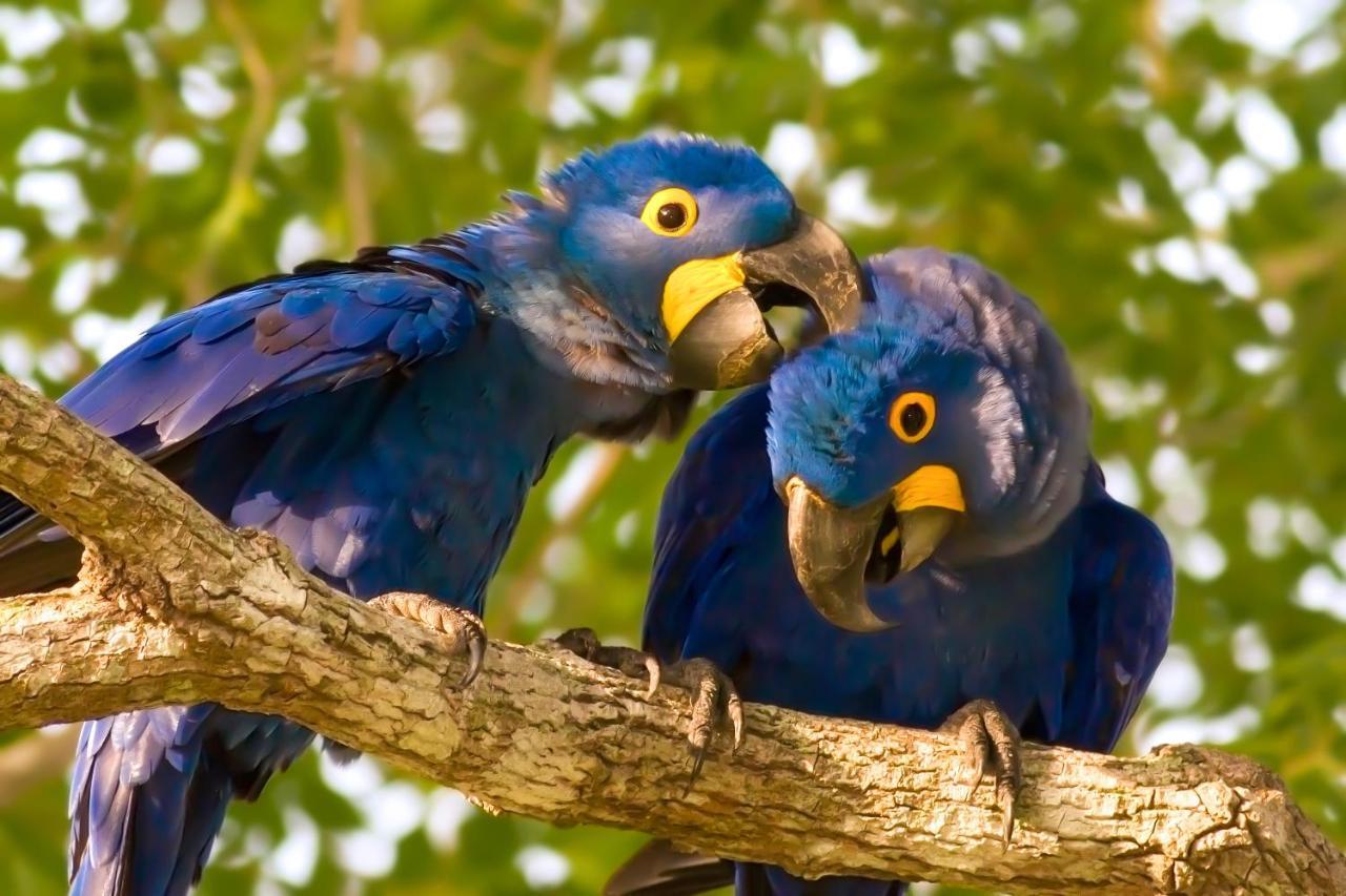 Southwild Pantanal Lodge Pixaim Exteriör bild