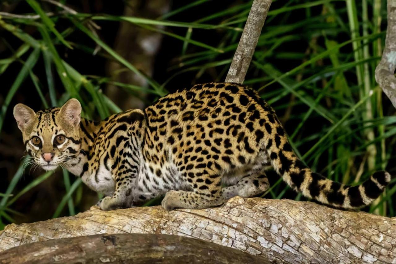 Southwild Pantanal Lodge Pixaim Exteriör bild