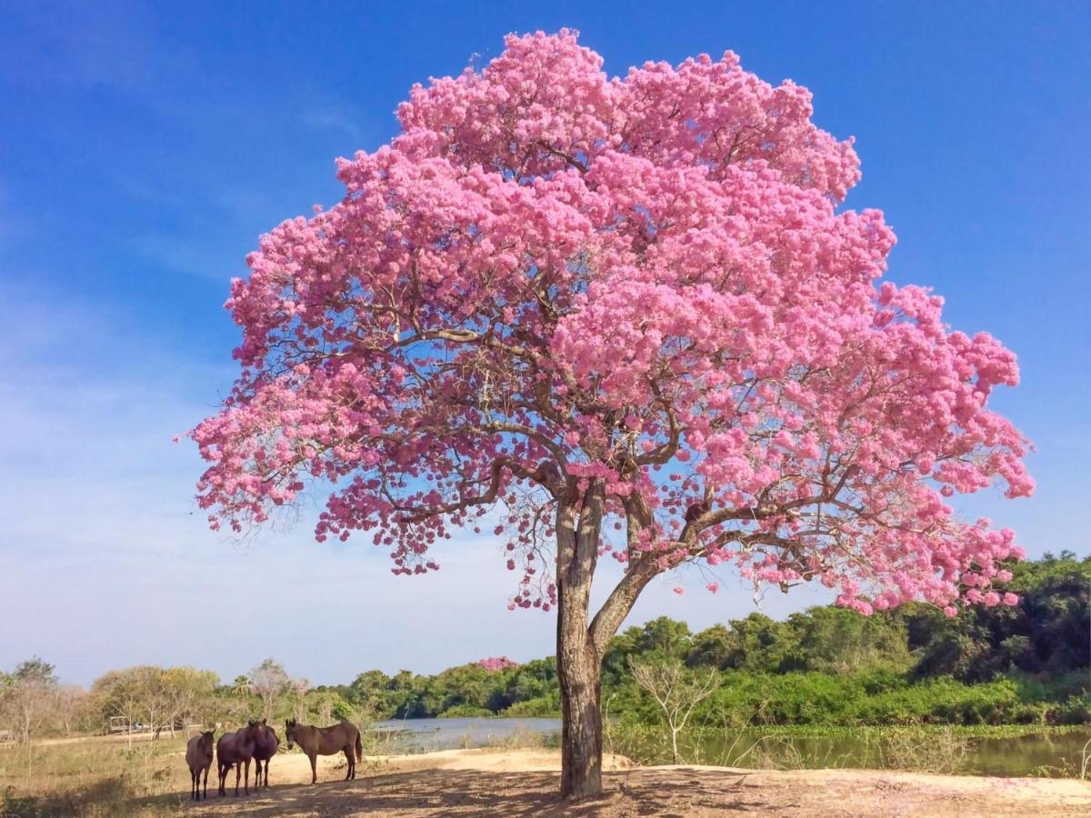 Southwild Pantanal Lodge Pixaim Exteriör bild