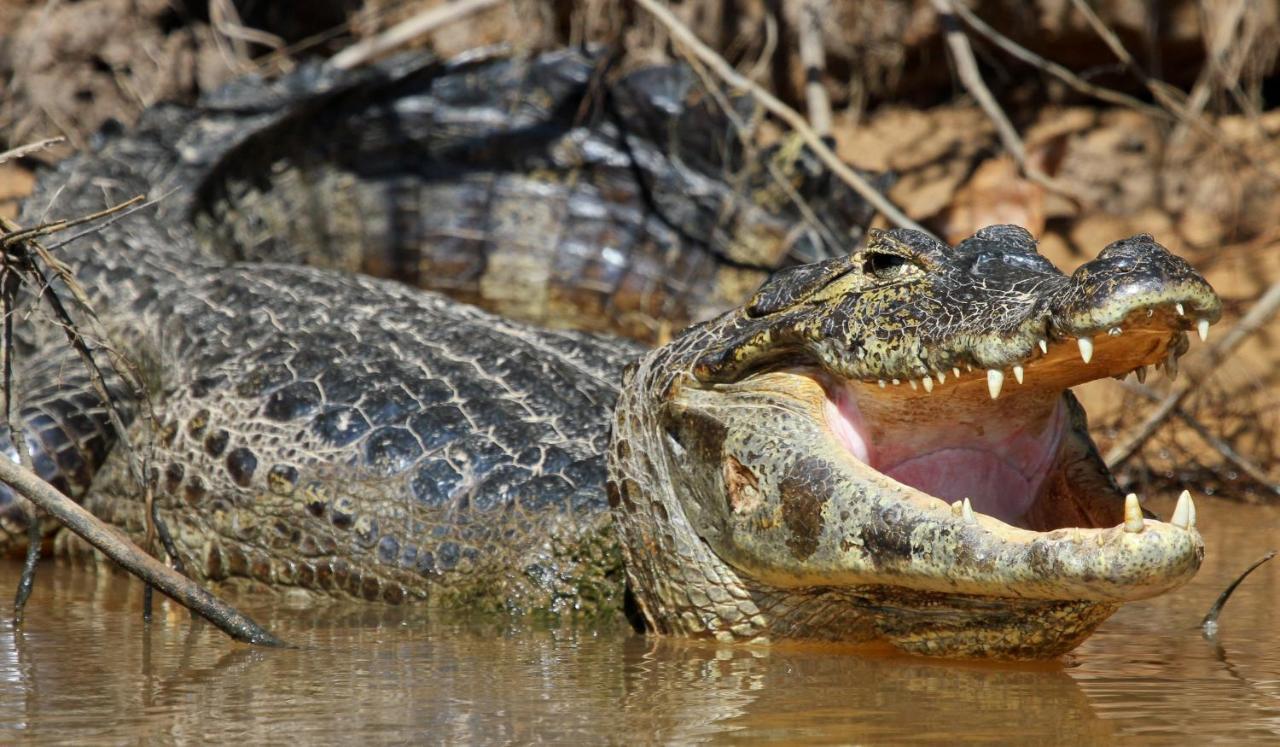 Southwild Pantanal Lodge Pixaim Exteriör bild
