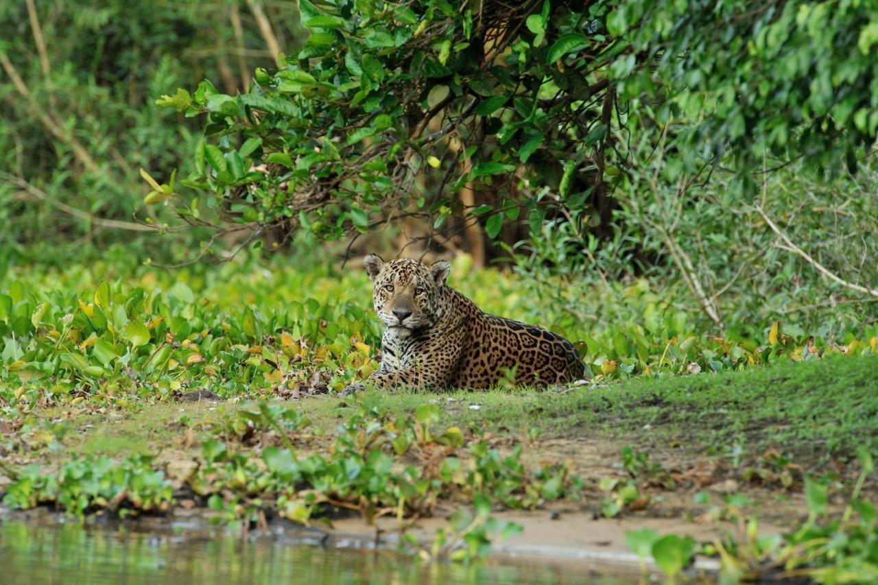 Southwild Pantanal Lodge Pixaim Exteriör bild