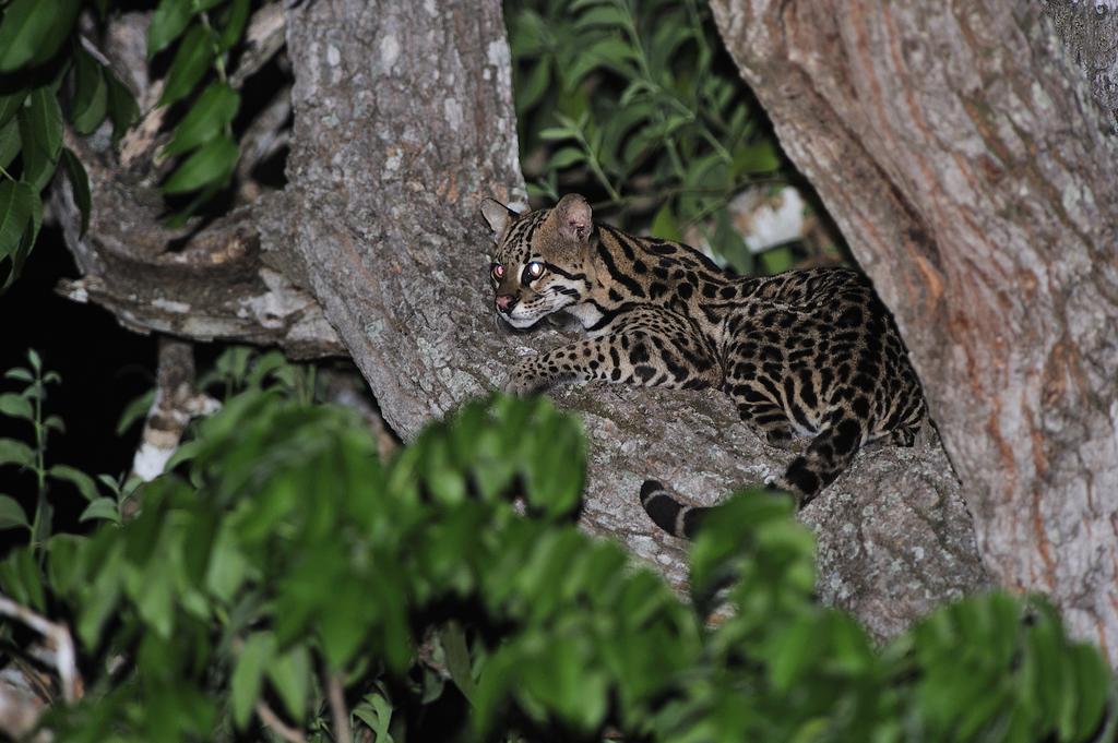 Southwild Pantanal Lodge Pixaim Exteriör bild