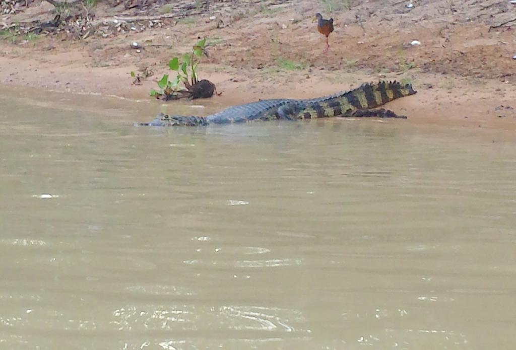 Southwild Pantanal Lodge Pixaim Exteriör bild