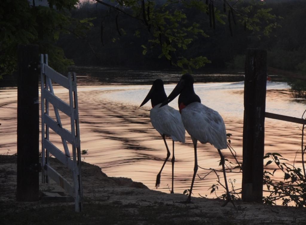 Southwild Pantanal Lodge Pixaim Exteriör bild
